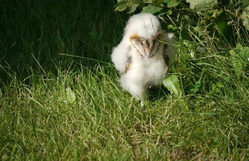 Familienhaus - Foto 34