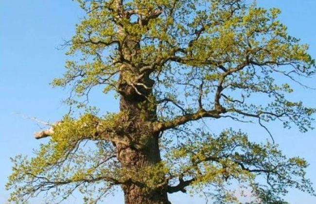 Anne's Holiday Home by the Lake - Foto 11