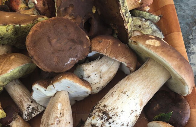 Charming 3-bed Villa in Lipno nad Vltavou - Photo 20