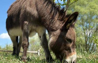 Agroturystyka Traperska Osada - Foto 67