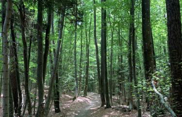 La casa nel bosco - Foto 28