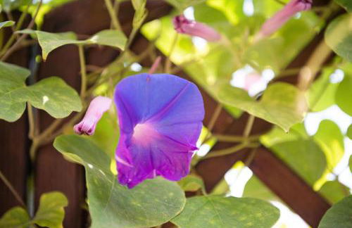 Casa Michelle - Foto 28