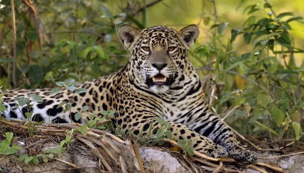 Jaguar del pantanal de Mato Grosso