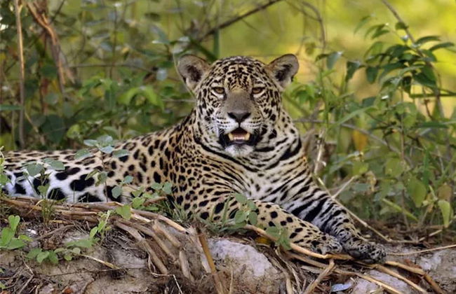 Safari por el pantanal de Mato Grosso - Foto 2