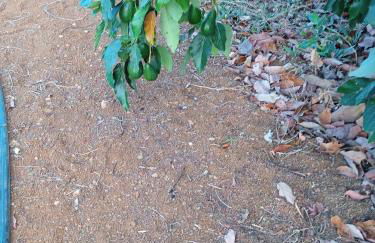 Mar de flores - Foto 21