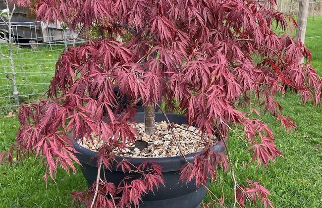 Luxury Shepherd's Hut Style Cabin With Views - Photo 27