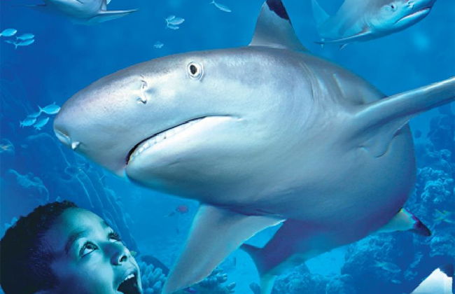 Sea Life Benalmádena - Ticket - Foto 1