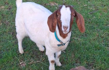 Mardi Gras, Upwell - Foto 32