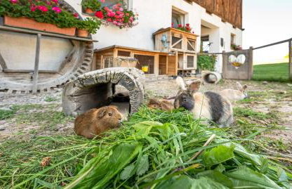 Furnerhof Apt Stearnzauber - Foto 25