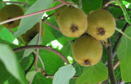 Gästehaus zum Landesteg - Foto 65