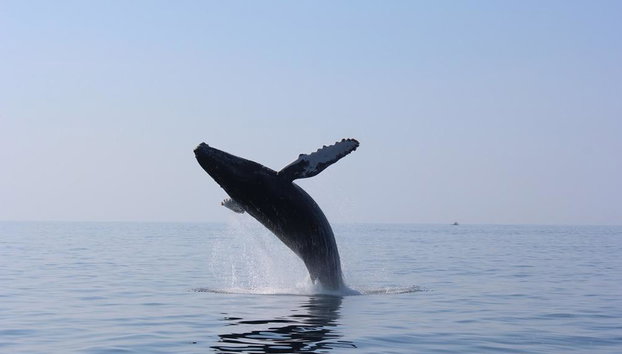 Humpback Whale Watching Tour - Photo 5