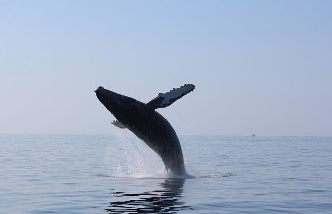Humpback Whale Watching Tour - Photo 5