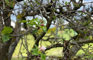 FeWo Sonnenlay - Apartments an der Mosel - Foto 32