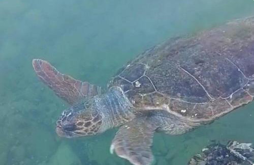 sparton amfilohias παραθαλάσσιο εξοχικό Filoxenia - Foto 57