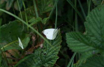 Arche Siedlisko Gołubowszczyzna - Foto 21