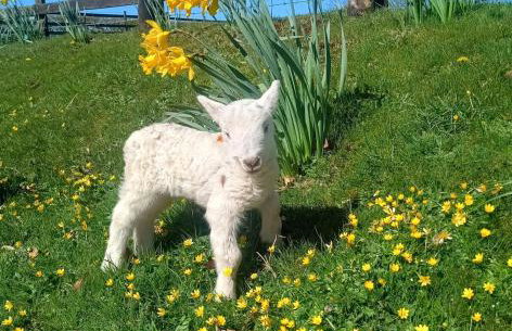 Shepherd's Watch Cottage - 5* Cyfie Farm with private hot tub - Foto 43