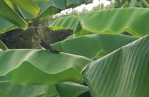 Villaggio Romaniello - Foto 29