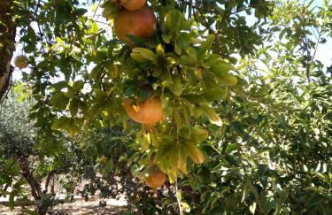 Family and friendly home. - Foto 4