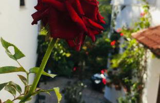 CASA EL CALLEJON DE BENAMAHOMA - Foto 47