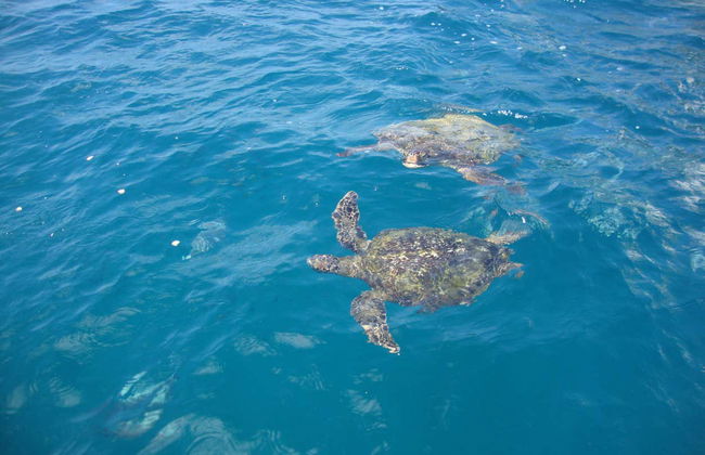 Beginner Scuba Diving - Foto 4