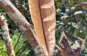 Sítio das Valquírias - Foto 23