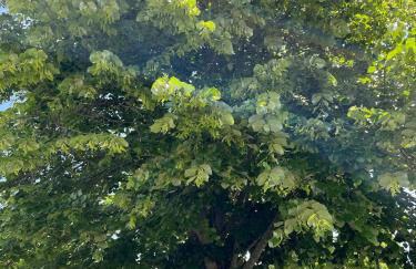 Casa Mareal - Foto 20