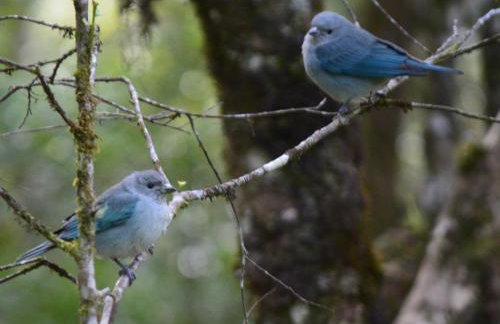 Chalés Caminho das Pedras - Foto 11
