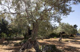 Olive Garden Villa Venetia - Foto 58