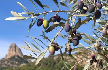 Mas de la Vall del Frare - Foto 46