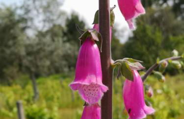 Aroma das Tílias - Foto 33