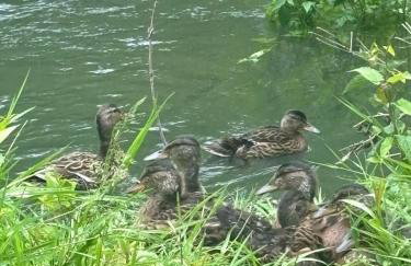 Otter Camp Private Riverside Glamping with Hot Tub - Foto 35