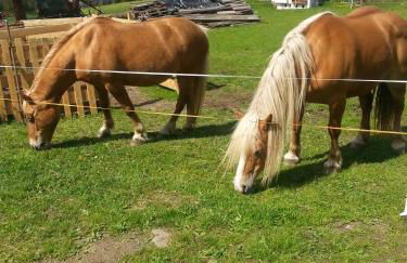 Hölzlhof - Photo 41