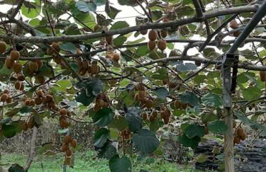 La casa de Arantza con jardin y wifi - Foto 28