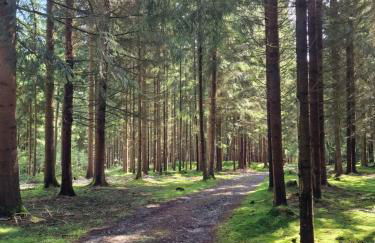 Altes Zollhaus im Wald - Foto 52