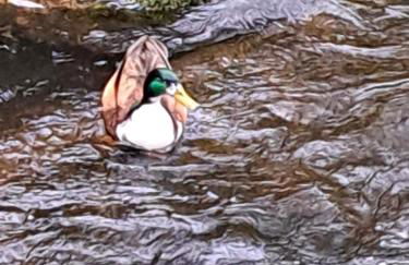 Wohn Eitel, Erholung pur - Foto 11