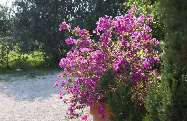 Finca Belon - Foto 13