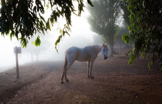 Balingup Heights Hilltop Forest Cottages - Foto 54