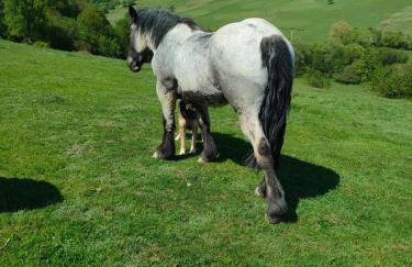 Domki w Bieszczadzkiej Dolinie - Foto 49