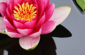 Chatka w lesie - Foto 51