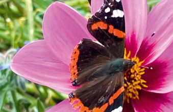 Ferienwohnungen Familie Sappl - Foto 15