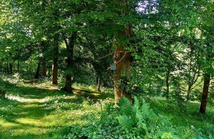 Schöne Wohnung im Naturidyll - Foto 26