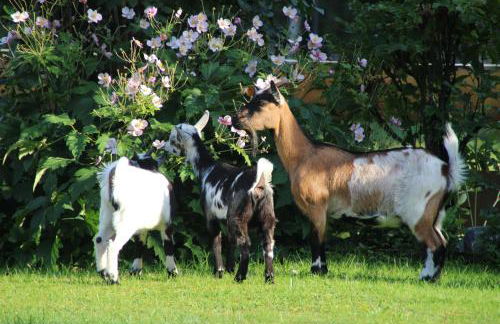 Ferienhof Zum Sagschneider - Foto 12
