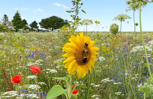 Culver Cottage - Uk48987 - Foto 21