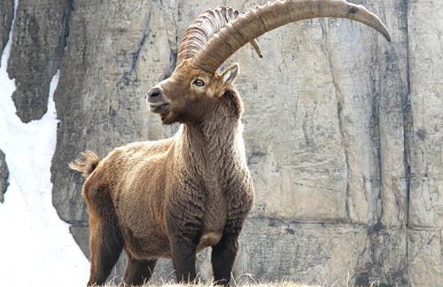 CHALET A CERESOLE REALE nel Parco Gran Paradiso - Foto 80