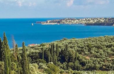 Ανεμώνη - Anemoni - Foto 21