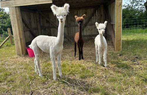 Four Bedroom House With Private Pool - Stunning countryside location with parking close to Chester City Centre - Photo 47