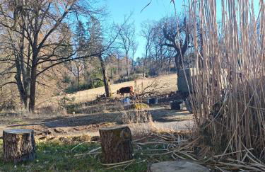 Wald-Apartment - Foto 3