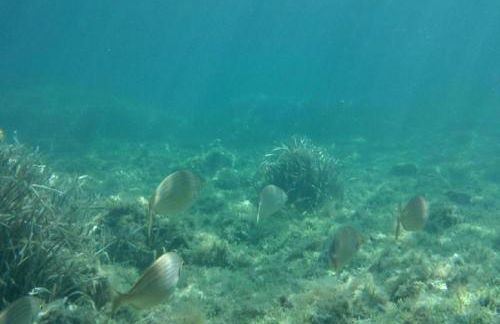 lungomare chess - Foto 28