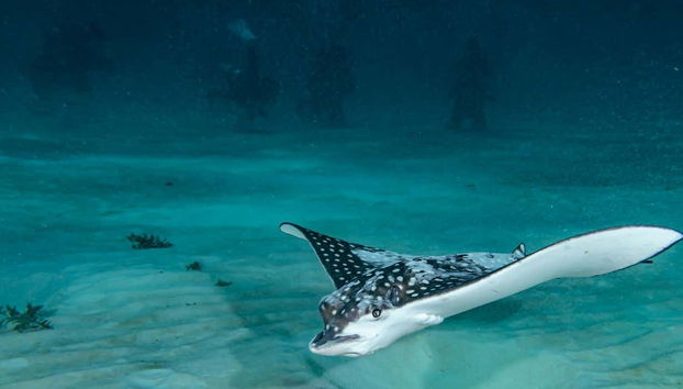 Scuba Diving for Beginners in Mahahual - Foto 2