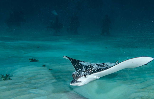 Scuba Diving for Beginners in Mahahual - Foto 2